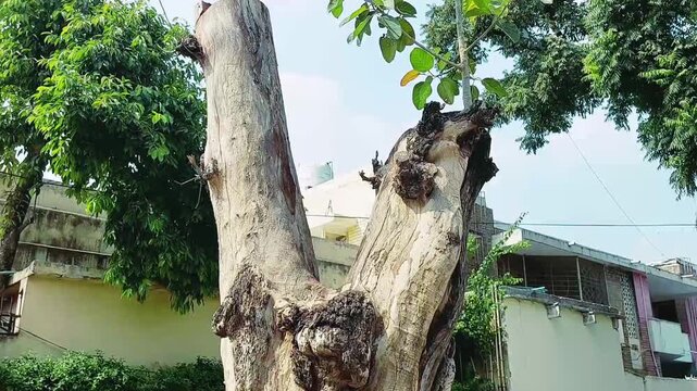 New Green Plant Growing From Old Tree Trunk