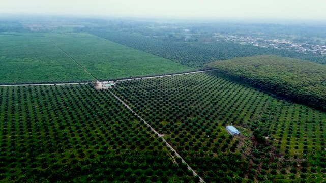 Wide Aerial View of Palm Oil Plantation in Ecuador, Tropical Agricultural Estate, Straight Roads, Forest Edge and Rural Land Use Landscape