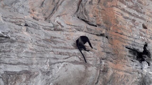 Langur Monkey Climbing Steep Limestone Cliff in Halong Bay Vietnam