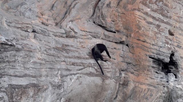 Black Langur Monkey Climbing Steep Limestone Cliff Halong Bay Vietnam