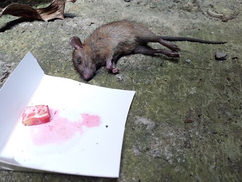 High angle shot of a dead brown rat lying on a concrete floor next to a piece of poisoned pink food bait on white paper.