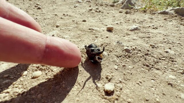 A man gently helps a struggling ground beetle turn over on a dusty path in Crimea. This small act of kindness fills the scene with hope, compassion, and a tender connection to nature.