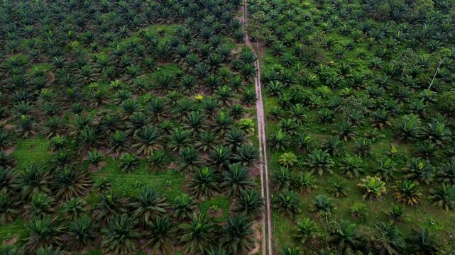 Drone View of Road Cutting Through Palm Oil Plantation in Ecuador, Tropical Agriculture, Straight Dirt Track, Green Palm Rows and Rural Land Use