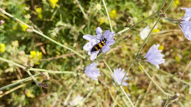 A yellow-black striped beetle crawls on a pale blue chicory flower in the fields of Crimea. This vibrant little scene feels peaceful and sun-drenched, bringing a sense of quiet joy to the wild meadow.