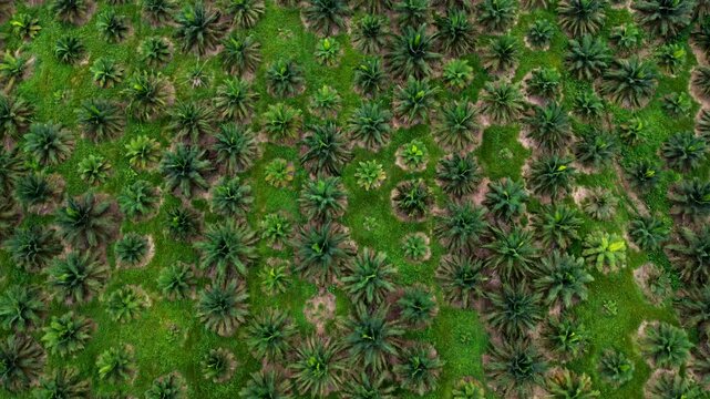 Top Down Drone View of Palm Oil Plantation in Tropical Ecuador, Dense Green Palms, Agricultural Pattern and Sustainable Land Use Background