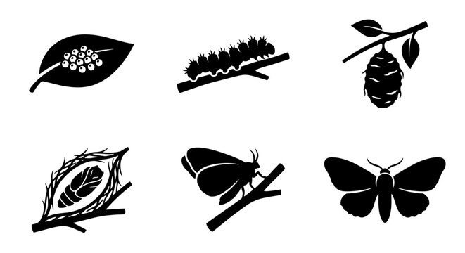 Silkworm Life Cycle Icons, Mulberry Leaf to Moth Transformation, Natural Insect Metamorphosis Vector Set, Black and White Simple Graphics