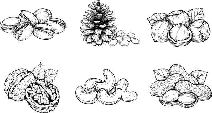 Detailed hand drawn sketch collection of various nuts and pine cone