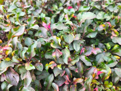 Close up of dense Alternanthera ficoidea red flushing plants with dark purple and green foliage, detailed view of a low growing parrot leaf ornamental shrub bush in a tropical garden