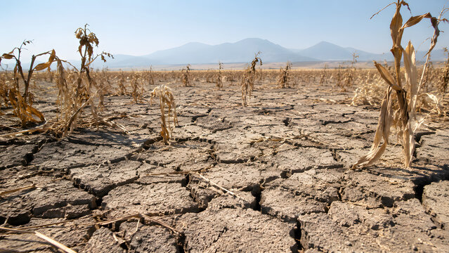 El Nino Drought Cracked Farmland