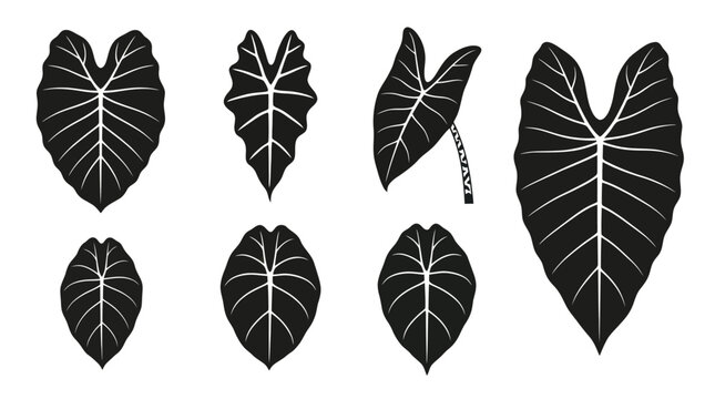 Flat vector icon set featuring six Alocasia leaves: elephant ear leaf, amazonica leaf, zebrina leaf, silver dragon leaf, black velvet leaf, giant alocasia leaf