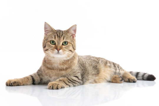A beautiful golden brown tabby cat lying down and looking directly at the camera, isolated on a white background.