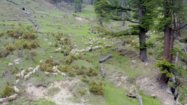 Himalayan nomads and shepherds resting above a grazing flock of sheep in lush Jai Valley.
