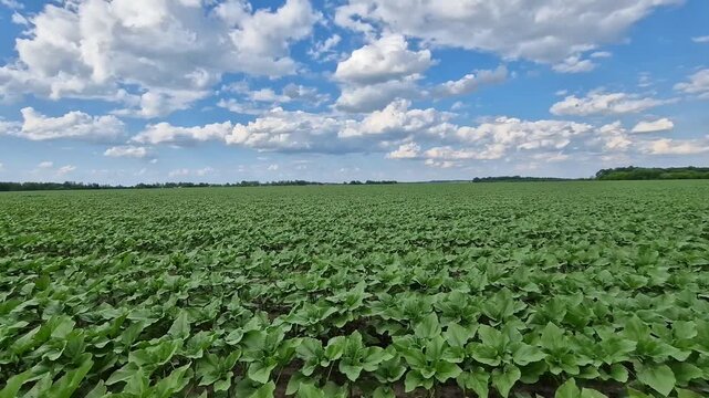 Endless field of young sunflowers under cloudy sky. Picturesque landscape of agricultural field with rows of green sunflower shoots against blue sky and white fluffy clouds. Nature