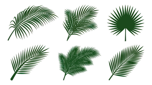 Flat vector icon set featuring six tropical palm leaves: coconut palm frond, areca palm leaf, fan palm leaf, royal palm frond, foxtail palm frond, date palm leaf