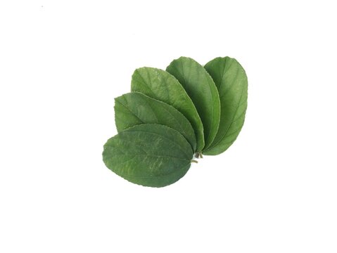 A top view of fresh green bidara (Ziziphus mauritiana) or jujube leaves stacked neatly and isolated on a pure white background, perfect for herbal medicine, health, and cosmetic concepts