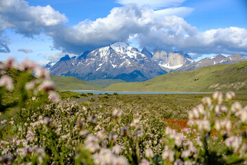 Obraz premium Patagonian meadows in Torres del Paine National Park, Chile