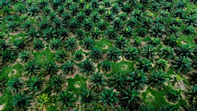 Aerial View of Oil Palm Plantation in Tropical Ecuador, Dense Green Palms, Agricultural Rows, Rural Land Use and Plantation Texture Background