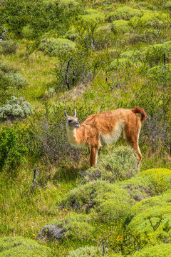 Patagonian guanacos wildlife in Torres del Paine National Park, Chile