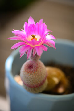 Rainbow hedgehog cactus flower (Echinocereus rigidissimus rubispinus)