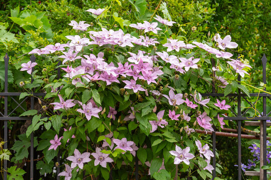 Beautiful pink Clematis flowers in house garden