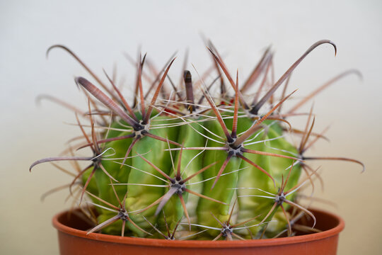 Fishhook barrel cactus (Echinocactus grusonii)