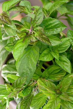 Ocimum basilicum leaves (Basil), close up detail