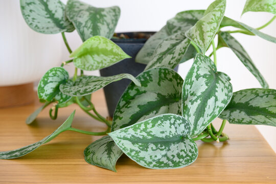 Satin pothos (Scindapsus pictus Argyraeus)