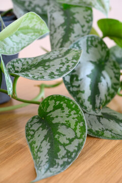 Satin pothos (Scindapsus pictus Argyraeus)