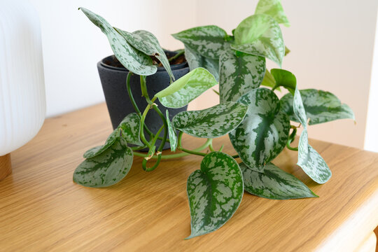 Satin pothos (Scindapsus pictus Argyraeus)