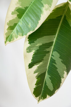 Ficus elastica Tineke plant variegated leaves close up