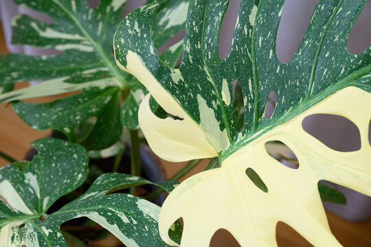 Monstera deliciosa 'Thai Constellation' with variegated leaves
