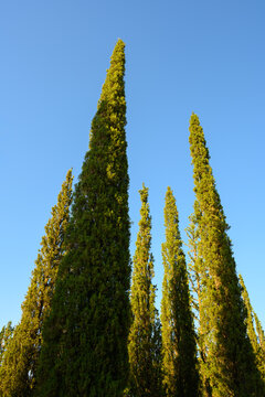 Cupressus sempervirens, common cypress tree