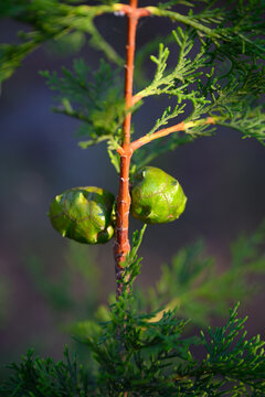 Cypress tree branch detail with cones