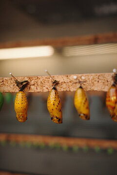 Row of golden butterfly chrysalises hanging from a pupae board