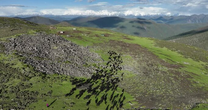 Many Tibetan yak and beautiful landscape of Minya konka mountain in Sichuan, China