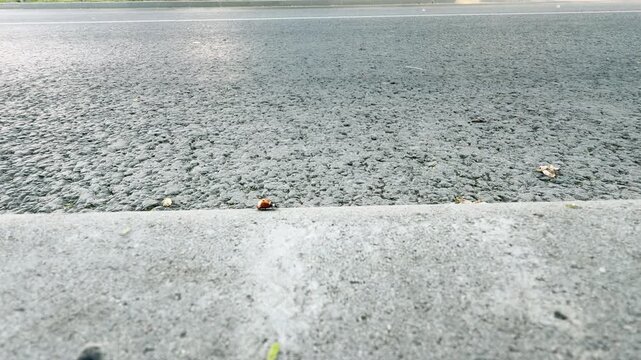 A tiny ladybug runs along a concrete curb as a fast car speeds by on the road. This dangerous scene brings a tense, anxious, and brave feeling.