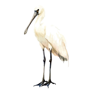 Spoonbill, graceful vector watercolor painting with soft flowing strokes and subtle highlights, isolated on a white background.