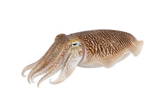Fresh cuttlefish isolated on white background with detailed natural pattern, side view, soft studio lighting, clean composition, and elegant marine seafood presentation suitable for culinary, seafood
