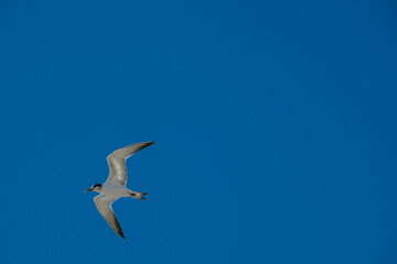 Obraz premium Sleek tern soars against a vivid blue sky