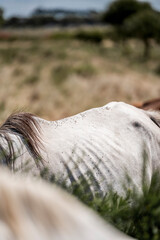 Close-up of white horse's back and mane with visible body texture in a sunlit grassy pasture © PIC by Femke