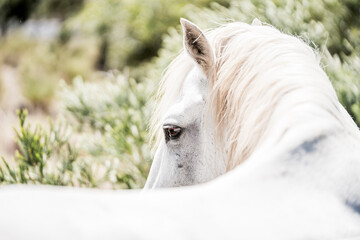 Close-up portrait of a white horse with flowing mane and visible eye against a soft green blurred background © PIC by Femke
