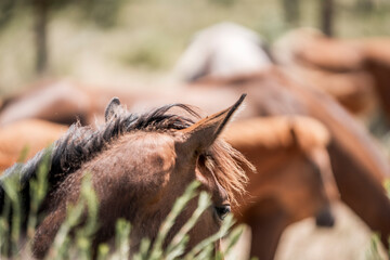 Close-up of a brown horse head with tousled mane in a grazing herd on a sunlit summer pasture © PIC by Femke