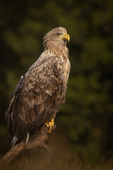 Fototapeta premium A stunning vertical portrait of a majestic white-tailed eagle (Haliaeetus albicilla) perched proudly on a weathered tree branch. 