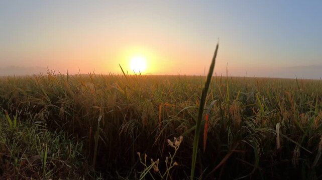 Fixed shot of a beautiful sunrise over a fertile rice paddy field with early morning mist