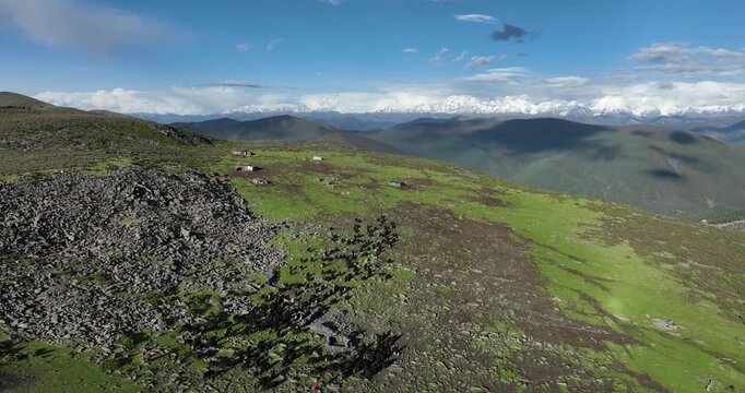 Many Tibetan yak and beautiful landscape of Minya konka mountain in Sichuan, China