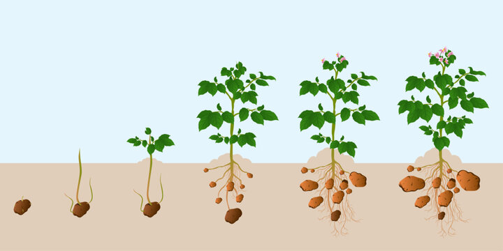 VZSTV_0005_potato-phenology