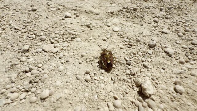 A lonely shield bug crawls slowly across the dry, rocky ground of Crimea. This quiet desert scene evokes a peaceful feeling of solitude.