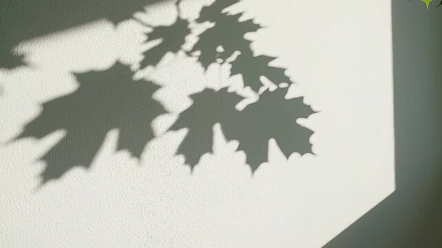 Natural maple leaf shadows on white wall surface