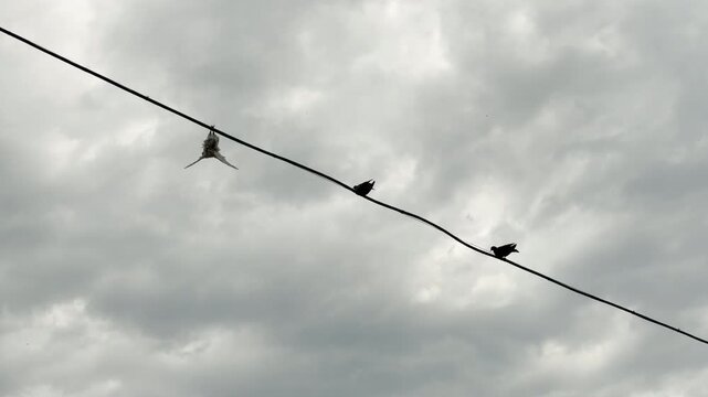 A dead bird hangs upside down while others perch on a long wire against a dark, cloudy sky. This gloomy scene creates a deeply sad and somber feeling.