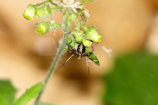 Oxyopes salticus Spider Eye Ball Insect Extreme Close-Up macro photography Nature Background